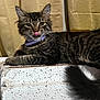 Little Dude joined the competition — help win amazing prizes! cat, tabby, feline, pet, collar, purple_collar, tongue_out, whiskers, indoor, curtains, texture, fur, playful, resting, animal, cute, mammal, closeup, portrait, relaxed
