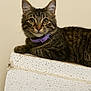 Little Dude is registered to the contest to win money with this photo: cat, tabby, pet, animal, feline, collar, purple_collar, yellow_eyes, whiskers, fur, texture, block, lounging, curious, portrait, indoor, closeup, cute, resting, background