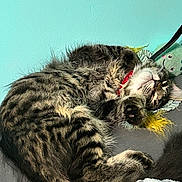 Little Dude joined the competition — help win amazing prizes! cat, tabby, sleeping, upside_down, fur, collar, toy, couch, blanket, indoor, pet, relaxed, cozy, feline, whiskers, paw, striped, resting, cute, home