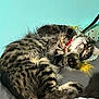 blanket, cat, collar, couch, cozy, cute, feline, fur, home, indoor, paw, pet, relaxed, resting, sleeping, striped, tabby, toy, upside_down, whiskers