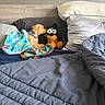 Levi is registered to the contest to win money with this photo: bed, blanket, comfort, companion, cozy, cute, dog, fabric, home, indoor, pillow, plush_toy, quilt, relaxation, resting, sleep_area, small_dog, snuggling, soft_texture, stuffed_animal