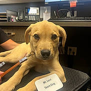 Levi joined the competition — help win amazing prizes! puppy, dog, office, chair, computer, phone, leash, name_tag, desk, brown, cute, pet, animal, indoor, workspace, technology, monitor, keyboard, person, hand