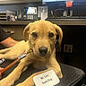 puppy, dog, office, chair, computer, phone, leash, name_tag, desk, brown, cute, pet, animal, indoor, workspace, technology, monitor, keyboard, person, hand