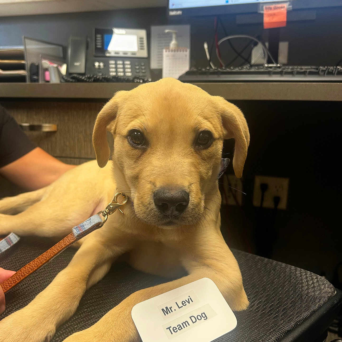 Levi joined the competition — help win amazing prizes! puppy, dog, office, chair, computer, phone, leash, name_tag, desk, brown, cute, pet, animal, indoor, workspace, technology, monitor, keyboard, person, hand