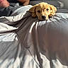 Levi joined the competition — help win amazing prizes! bed, blanket, brown, comforter, cozy, cute, dog, gray, head, indoor, morning, paw, person, pet, puppy, relaxed, resting, sleepy, sunlight, warm