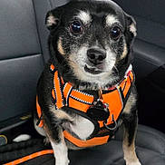 Shadow joined the competition — help win amazing prizes! alert, animal, black_dog, car_seat, closeup, companion, cute, dog, domestic_animal, fur, indoors, leash, orange_harness, pet, pet_accessory, portrait, sitting, small_dog, vehicle_interior, white_paws