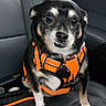 alert, animal, black_dog, car_seat, closeup, companion, cute, dog, domestic_animal, fur, indoors, leash, orange_harness, pet, pet_accessory, portrait, sitting, small_dog, vehicle_interior, white_paws