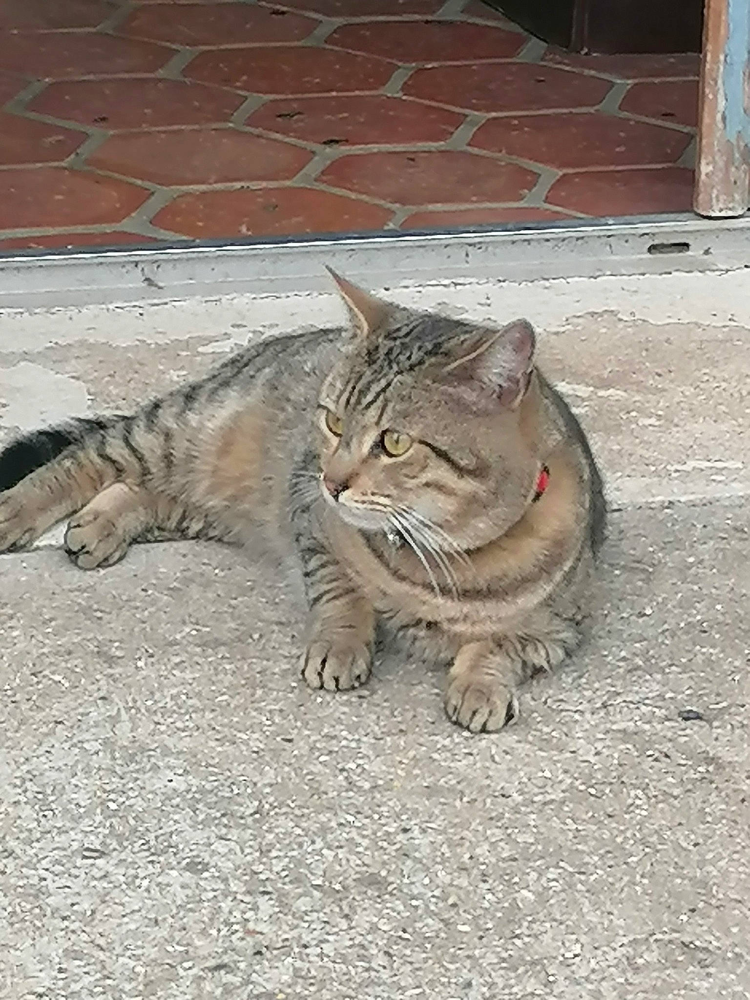 Caramel participe au concours pour gagner de l'argent avec cette photo : asphalt, brick, brickwork, carnivore, cat, claw, domestic_short_haired_cat, fawn, felidae, flooring, fur, grass, grey, paw, road_surface, small_to_medium_sized_cats, snout, tail, terrestrial_animal, whiskers