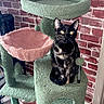Trixie is registered to the contest to win money with this photo: cat, tortoiseshell_cat, cat_tree, indoor, plush, green, pink, brick_wall, pet, feline, animal, carpet, furniture, cute, sitting, looking, ears, eyes, home, cozy