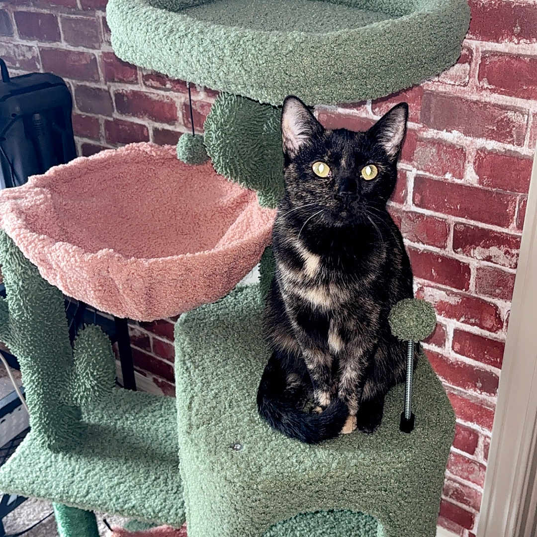 Trixie is registered to the contest to win money with this photo: cat, tortoiseshell_cat, cat_tree, indoor, plush, green, pink, brick_wall, pet, feline, animal, carpet, furniture, cute, sitting, looking, ears, eyes, home, cozy
