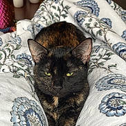 Trixie joined the competition — help win amazing prizes! cat, tortoiseshell, pet, animal, blanket, floral_pattern, indoor, fur, relaxed, cozy, resting, cute, whiskers, ears, eyes, soft_texture, comfort, closeup, portrait, feline