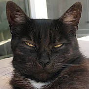 Spring a rejoint le concours — aidez-le/la à gagner de superbes lots ! animal, black_cat, cat, close_up, cute, domestic_cat, ears, expression, eyes, feline, fur, indoor, mammal, nose, pet, portrait, relaxed, resting, whiskers, white_patch