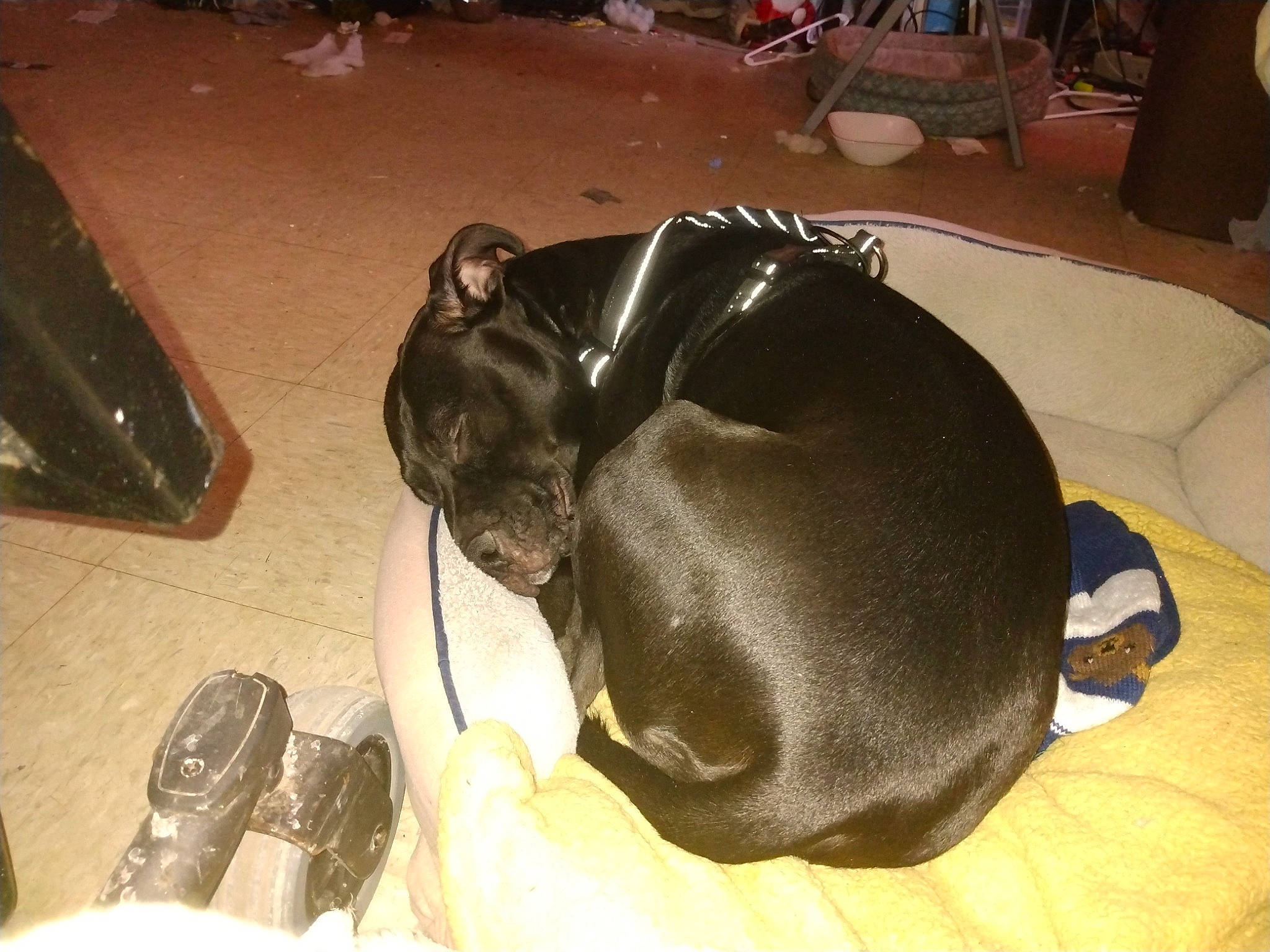 Gibbs joined the competition — help win amazing prizes! black, brown, canidae, carnivore, comfort, companion_dog, dog, dog_breed, dog_supply, fawn, flooring, fur, personal_protective_equipment, pet_supply, snout, sporting_group, tail, terrestrial_animal, whiskers, working_animal