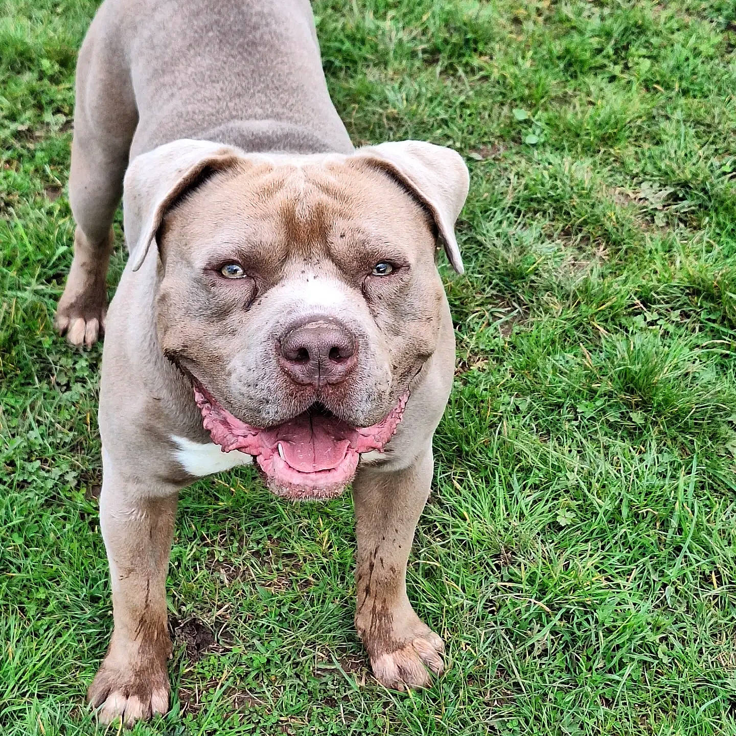 Rocco is registered to the contest to win money with this photo: canidae, carnivore, companion_dog, dog, dog_breed, dog_collar, fawn, grass, groundcover, hunting_dog, non_sporting_group, plant, puppy, snout, sporting_group, terrestrial_animal, whiskers, working_animal, working_dog, wrinkle