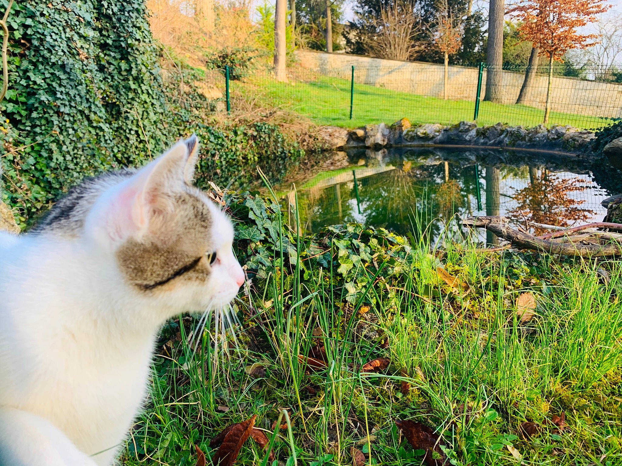 Kalie a rejoint le concours — aidez-le/la à gagner de superbes lots ! carnivore, cat, fawn, felidae, flower, grass, grass_family, lawn, morning, natural_landscape, plant, shrub, small_to_medium_sized_cats, snout, sunlight, tail, tree, vegetation, water, whiskers