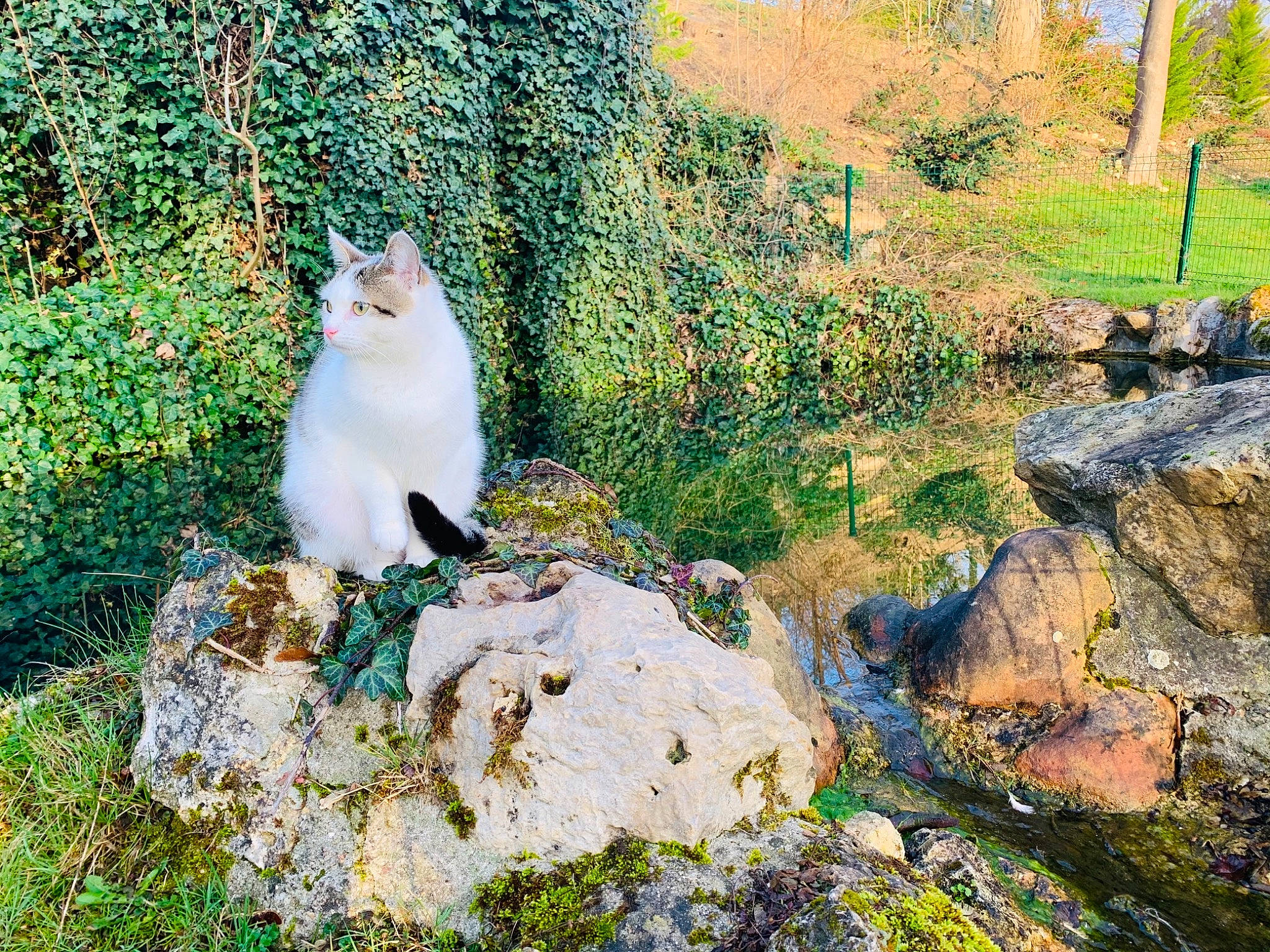 Kalie a rejoint le concours — aidez-le/la à gagner de superbes lots ! beak, bedrock, carnivore, cat, fawn, felidae, fur, grass, groundcover, landscape, natural_landscape, plant, rock, shrub, small_to_medium_sized_cats, tail, terrestrial_animal, tree, vegetation, whiskers