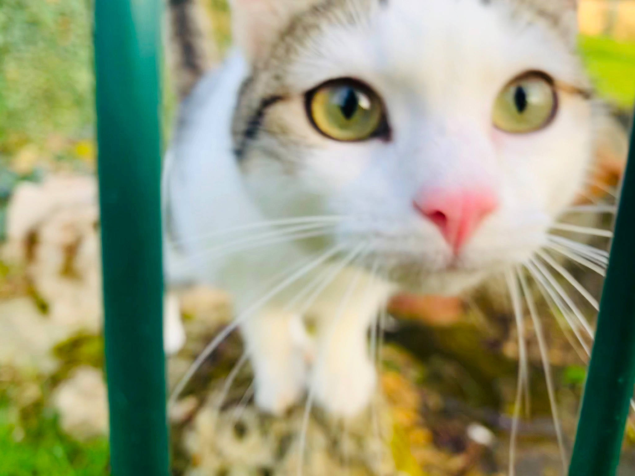 Kalie participe au concours pour gagner de l'argent avec cette photo : animal_shelter, carnivore, cat, domestic_short_haired_cat, fawn, felidae, fur, grass, paw, photo_caption, plant, small_to_medium_sized_cats, snout, terrestrial_animal, whiskers, wildlife