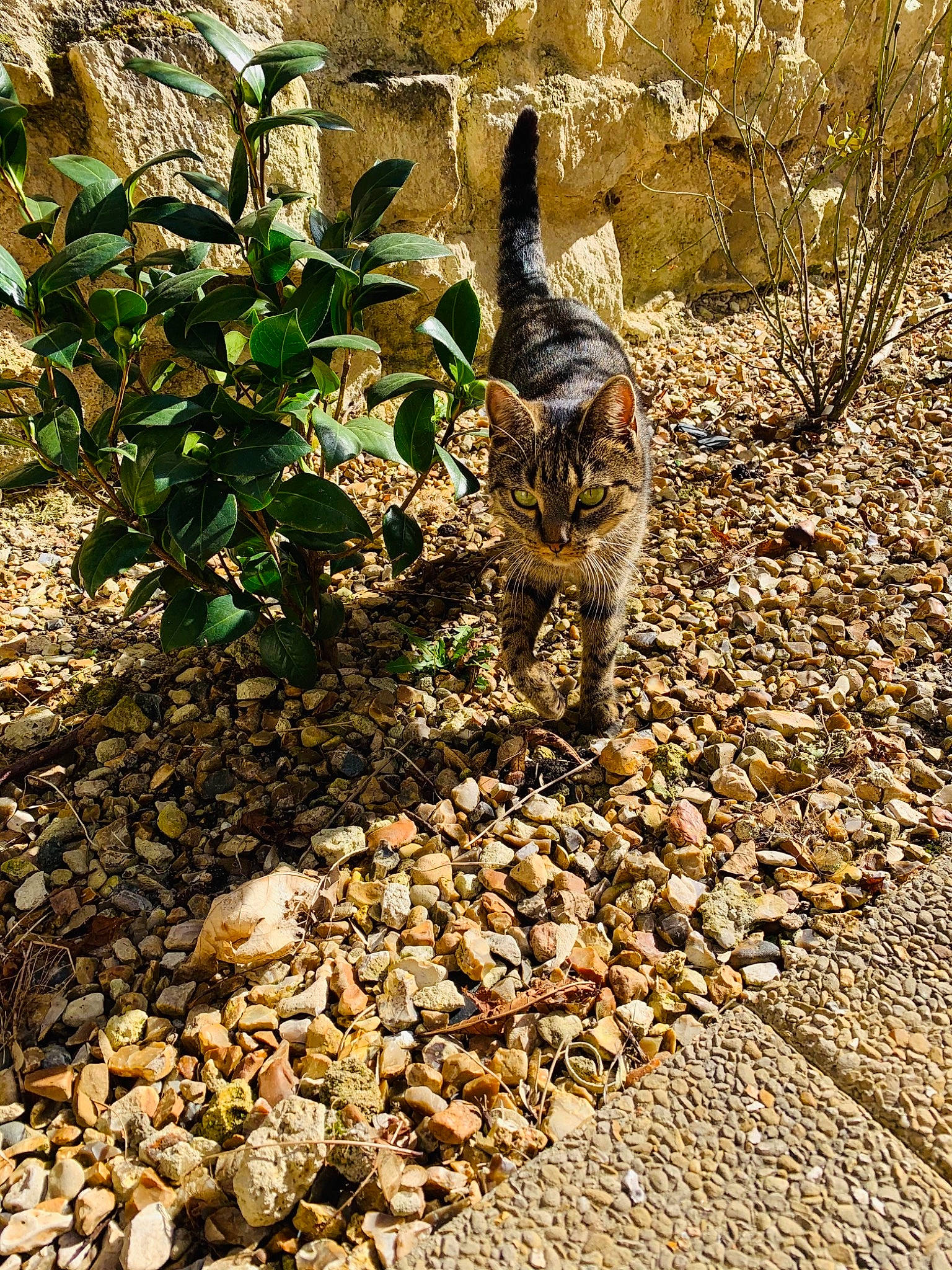 Naya participe au concours pour gagner de l'argent avec cette photo : bedrock, carnivore, cat, fawn, felidae, fur, grass, groundcover, landscape, plant, road_surface, rock, small_to_medium_sized_cats, soil, tail, terrestrial_animal, tree, whiskers, wildlife, wood