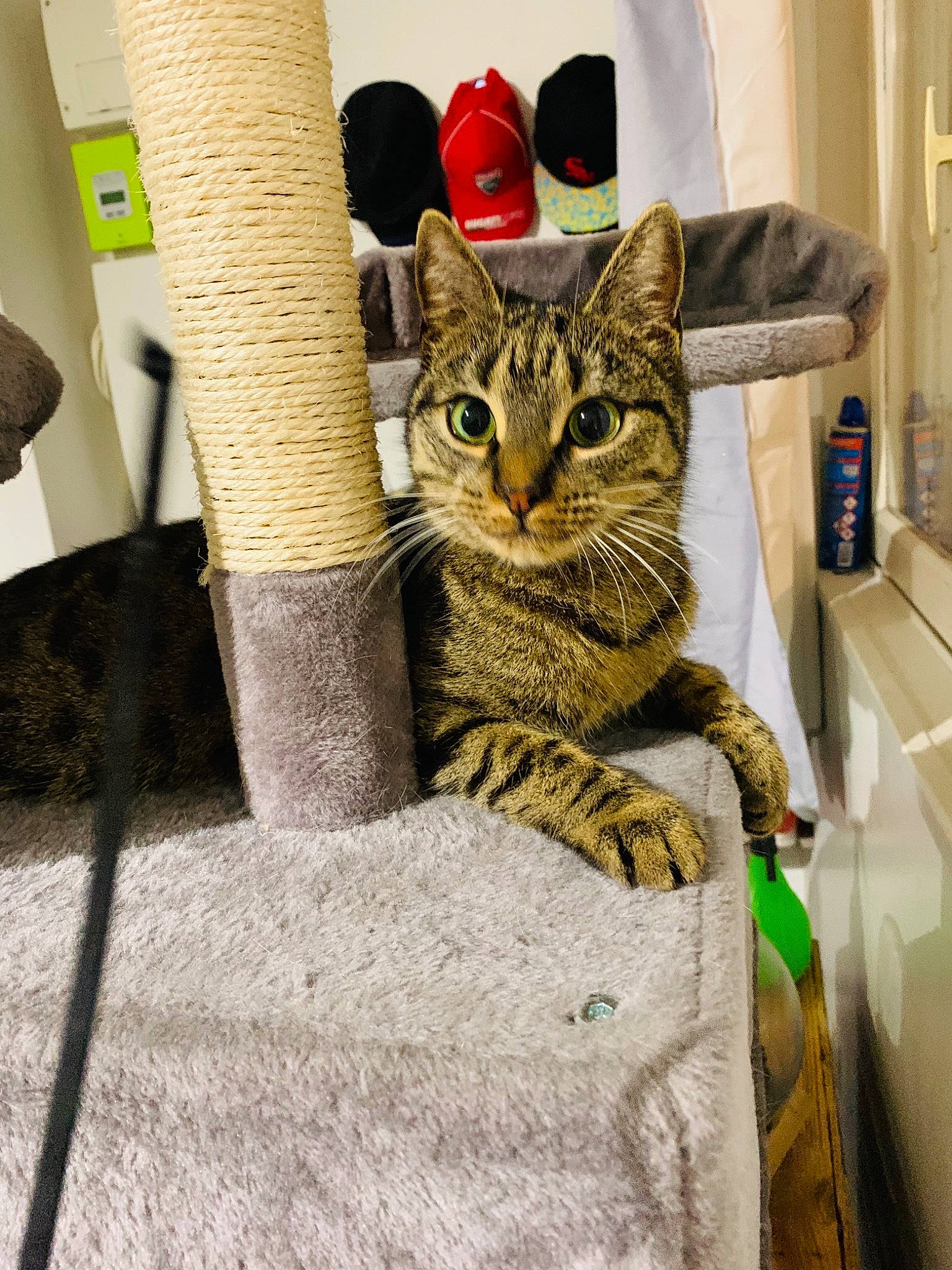 Naya a rejoint le concours — aidez-le/la à gagner de superbes lots ! carnivore, cat, cat_supply, comfort, domestic_short_haired_cat, door, felidae, flooring, fur, grey, sitting, small_to_medium_sized_cats, snout, tail, terrestrial_animal, tree, whiskers, wood