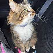 Kiwi is registered to the contest to win money with this photo: cat, tabby, pet, animal, feline, whiskers, green_eyes, fluffy, car_seat, seatbelt, toy, indoor, closeup, sitting, collar, pink, black, white_paws, fur, night