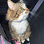 cat, tabby, pet, animal, feline, whiskers, green_eyes, fluffy, car_seat, seatbelt, toy, indoor, closeup, sitting, collar, pink, black, white_paws, fur, night