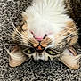 Kiwi is registered to the contest to win money with this photo: cat, tabby, upside_down, fluffy, white_chest, fangs, carpet, whiskers, ears, green_eyes, pet, cute, feline, animal, domestic, lying_down, close_up, indoor, relaxed, playful