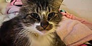 Kiwi joined the competition — help win amazing prizes! cat, pet, feline, animal, bed, blanket, pink, hello_kitty, indoor, cute, fluffy, collar, fur, ears, whiskers, resting, portrait, domestic, soft, cozy