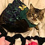 Kiwi is registered to the contest to win money with this photo: cat, tabby, pet, animal, dress, clothing, plaid, green, blanket, cozy, fur, cute, domestic, indoor, resting, looking, eyes, tail, soft, comfort
