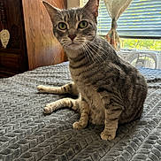 Dewey is registered to the contest to win money with this photo: cat, tabby_cat, pet, indoor, bed, blanket, gray, furniture, window, curtain, daylight, whiskers, ears, green_eyes, wood, texture, relaxed, animal, cute, domestic