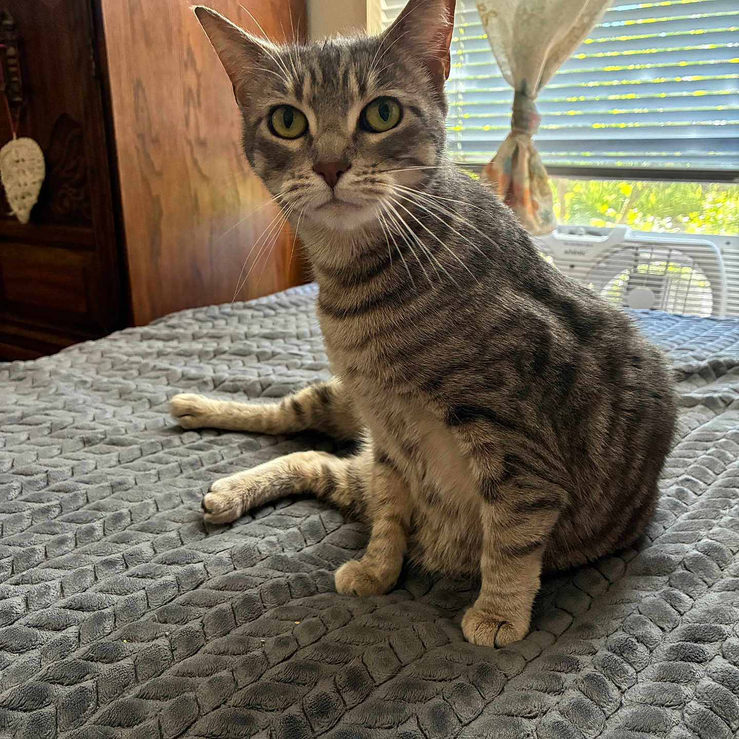 Dewey is registered to the contest to win money with this photo: cat, tabby_cat, pet, indoor, bed, blanket, gray, furniture, window, curtain, daylight, whiskers, ears, green_eyes, wood, texture, relaxed, animal, cute, domestic