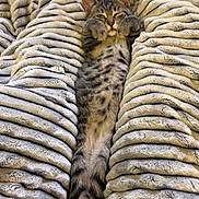 Gnocchi joined the competition — help win amazing prizes! cat, kitten, tabby, striped_blanket, cozy, relaxed, sleeping, cute, feline, pet, indoor, soft_texture, paws, whiskers, fur, resting, playful, stretch, animal, adorable