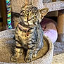 Gnocchi is registered to the contest to win money with this photo: kitten, tabby, cat, pet, collar, cat_tree, indoor, cute, curious, feline, whiskers, ears, paws, plush_bed, toy, household, animal, fur, portrait, playful