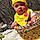 Desiree