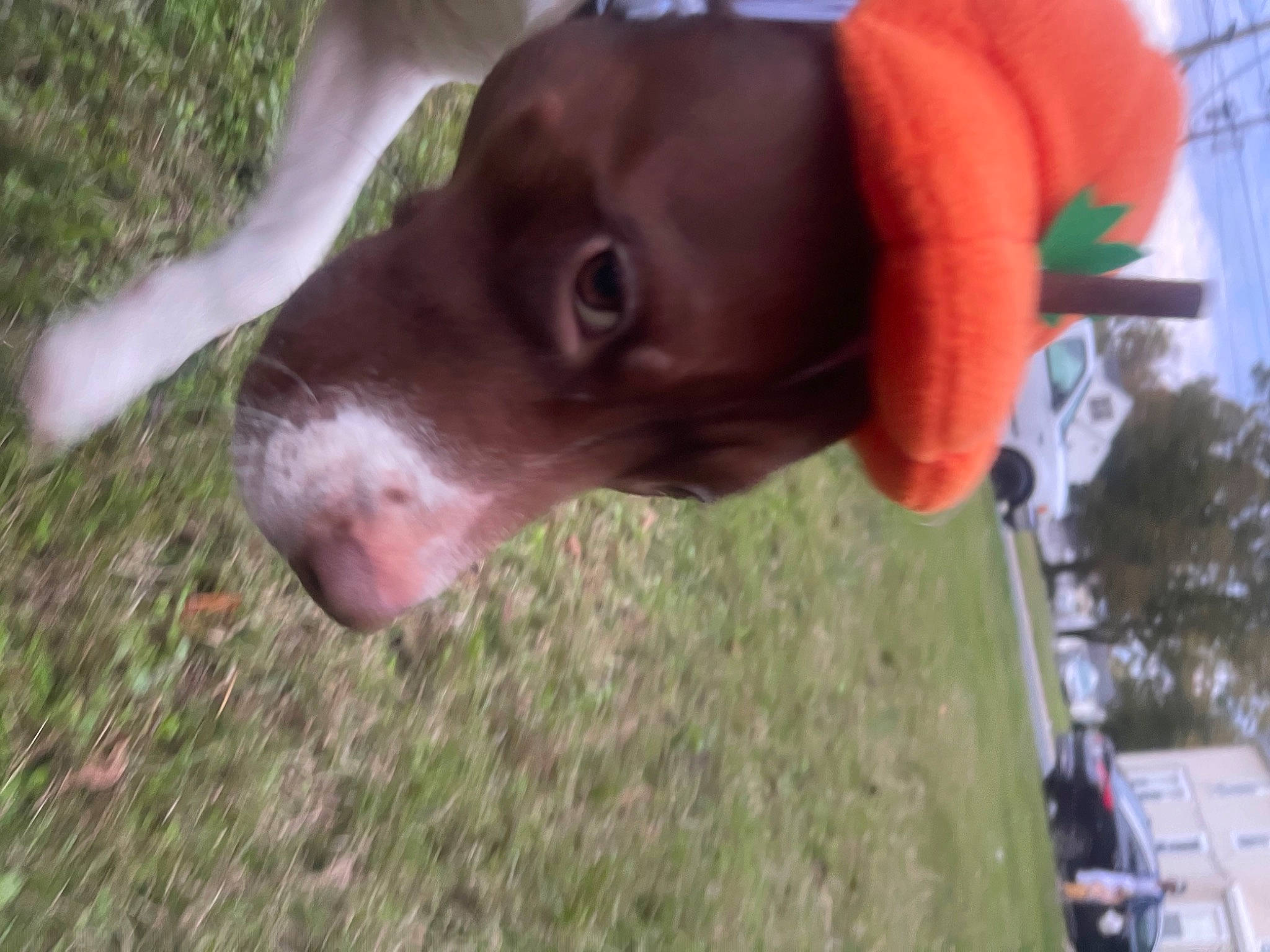 Demii joined the competition — help win amazing prizes! borador, canidae, carnivore, collar, companion_dog, dog, dog_breed, fawn, grass, gun_dog, hat, liver, plant, pointing_breed, sky, sporting_group, terrestrial_animal, tree, whiskers, working_animal