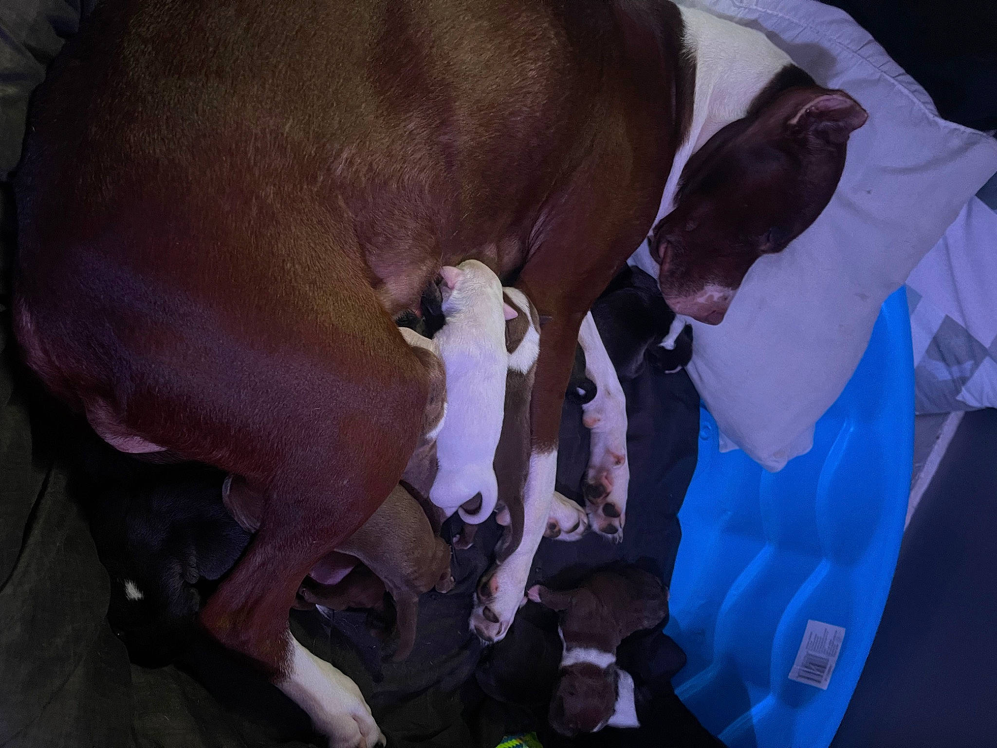 Demii joined the competition — help win amazing prizes! canidae, collar, comfort, companion_dog, dog, dog_breed, dog_supply, fawn, liver, non_sporting_group, pet_supply, purple, snout, sporting_group, tail, terrestrial_animal, working_animal