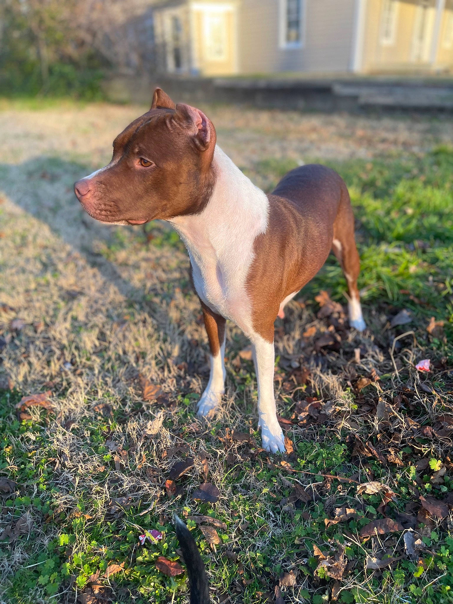 Demii is registered to the contest to win money with this photo: carnivore, collar, companion_dog, dog, dog_breed, dog_collar, dog_supply, fawn, field, grass, grassland, liver, non_sporting_group, plant, snout, soil, tail, terrestrial_animal, whiskers, working_animal