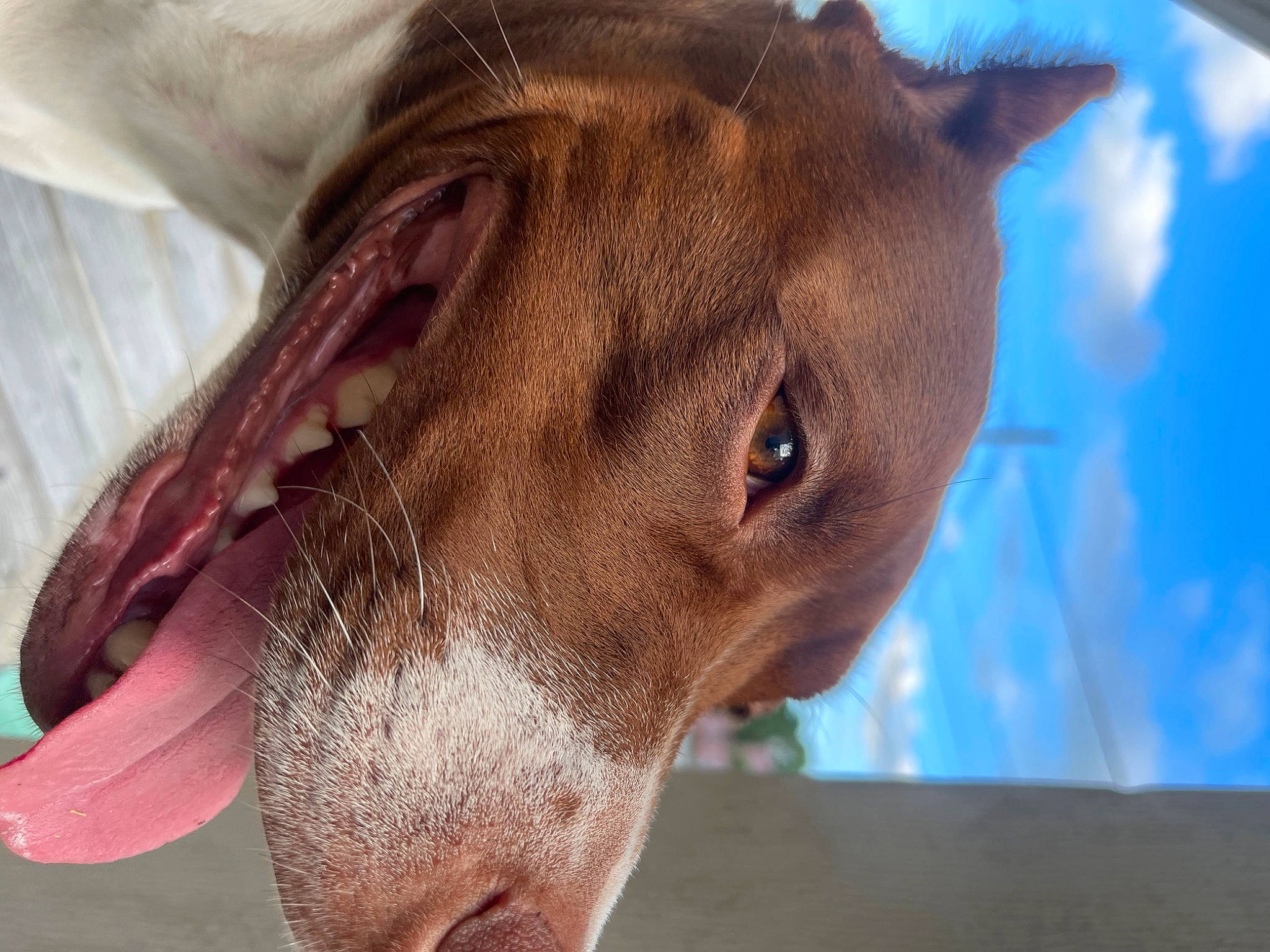 Demii joined the competition — help win amazing prizes! canidae, carnivore, close_up, collar, dog, dog_breed, ear, eyelash, fawn, liver, livestock, mare, pack_animal, pet_supply, snout, sporting_group, stallion, terrestrial_animal, whiskers, working_animal