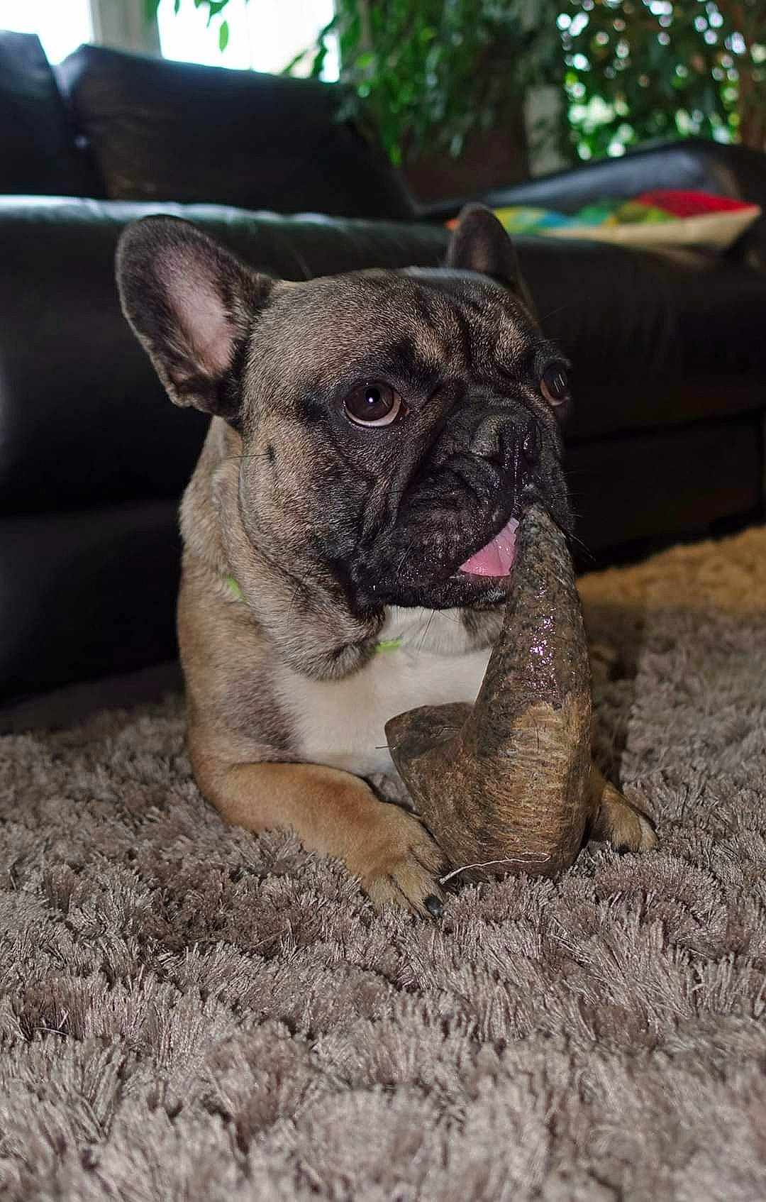 Doug a rejoint le concours — aidez-le/la à gagner de superbes lots ! american_bulldog, bulldog, canidae, carnivore, companion_dog, dog, dog_breed, fawn, french_bulldog, mammal, molosser, non_sporting_group, old_english_bulldog, olde_english_bulldogge, puppy, rare_breed_dog, snout, sporting_group, toy_bulldog, vertebrate