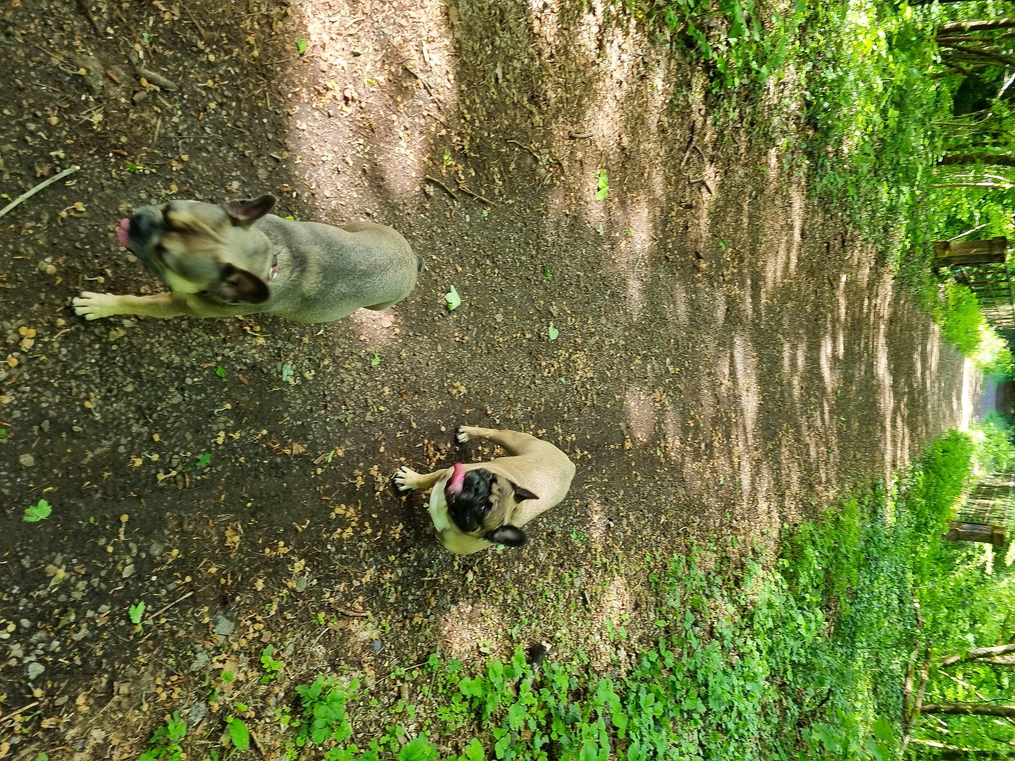 Lola a rejoint le concours — aidez-le/la à gagner de superbes lots ! asphalt, carnivore, dog, dog_breed, fawn, grass, grass_family, green, groundcover, natural_landscape, organism, plant, shrub, soil, sporting_group, tail, terrestrial_plant, tree, trunk, wildlife