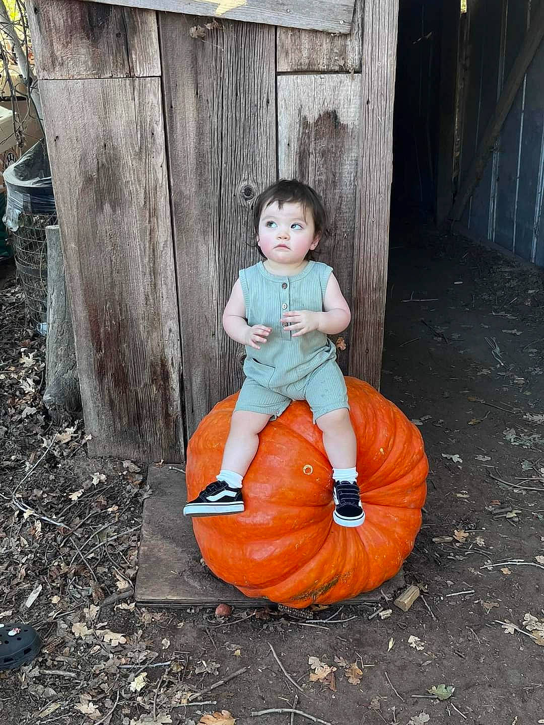 Juliette is registered to the contest to win money with this photo: baby_toddler_clothing, calabaza, child, cucurbita, door, eye, gourd, grass, happy, natural_foods, people_in_nature, person, plant, pumpkin, squash, toddler, tree, vegetable, window, winter_squash