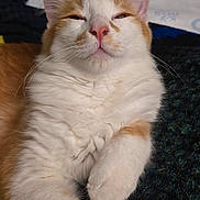 Carrot is registered to the contest to win money with this photo: animal, bed, blanket, cat, close_up, cozy, cute, domestic, feline, fluffy, fur, indoor, lying_down, nose, orange_and_white, paw, pet, relaxed, sleepy, whiskers