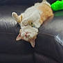 Carrot is registered to the contest to win money with this photo: animal, cat, collar, couch, cute, domestic_cat, feline, funny_pose, fur, indoor, leather, orange_cat, pet, playful, relaxed, resting, sleepy, toy, upside_down, white_cat