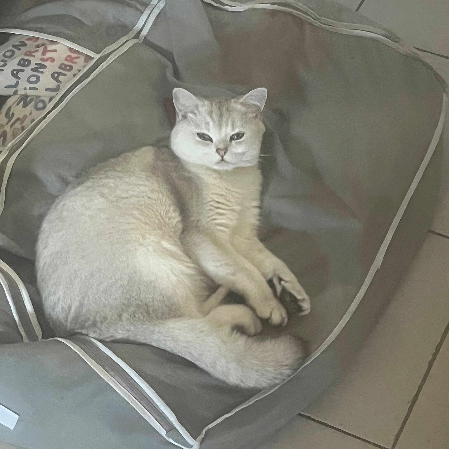 Zhinia a rejoint le concours — aidez-le/la à gagner de superbes lots ! animal, cat, comfortable, cozy, curious, cute, domestic, feline, floor, fluffy, gray, home, indoor, light_colored, looking, pet_bed, relaxed, resting, soft_lighting, tile