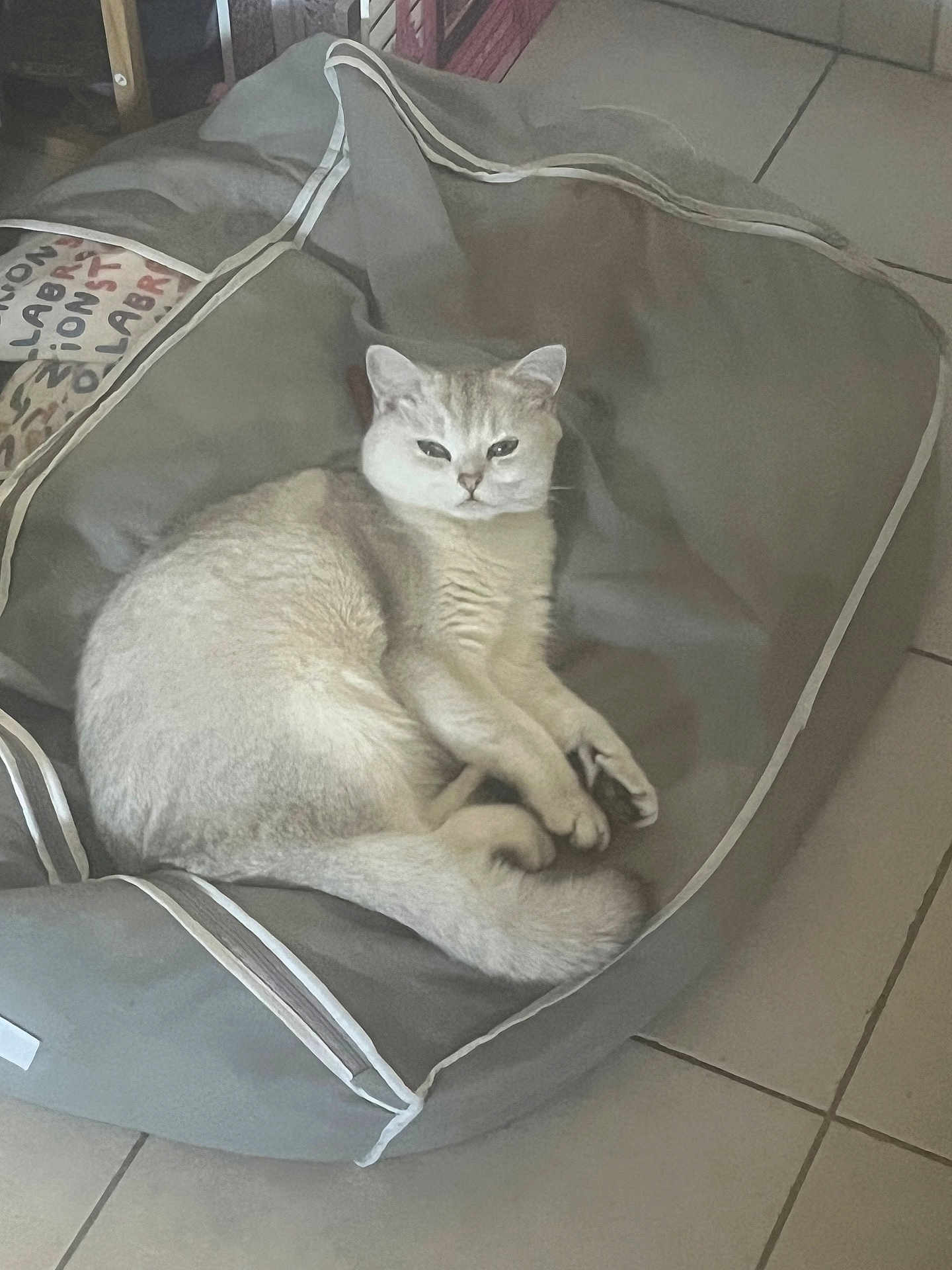 Zhinia a rejoint le concours — aidez-le/la à gagner de superbes lots ! animal, cat, comfortable, cozy, curious, cute, domestic, feline, floor, fluffy, gray, home, indoor, light_colored, looking, pet_bed, relaxed, resting, soft_lighting, tile