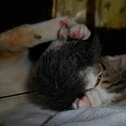 Kitty participe au concours pour gagner de l'argent avec cette photo :