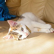 Kitty participe au concours pour gagner de l'argent avec cette photo :