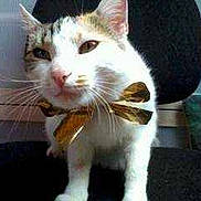 Kitty a rejoint le concours — aidez-le/la à gagner de superbes lots !