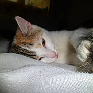 Kitty participe au concours pour gagner de l'argent avec cette photo :