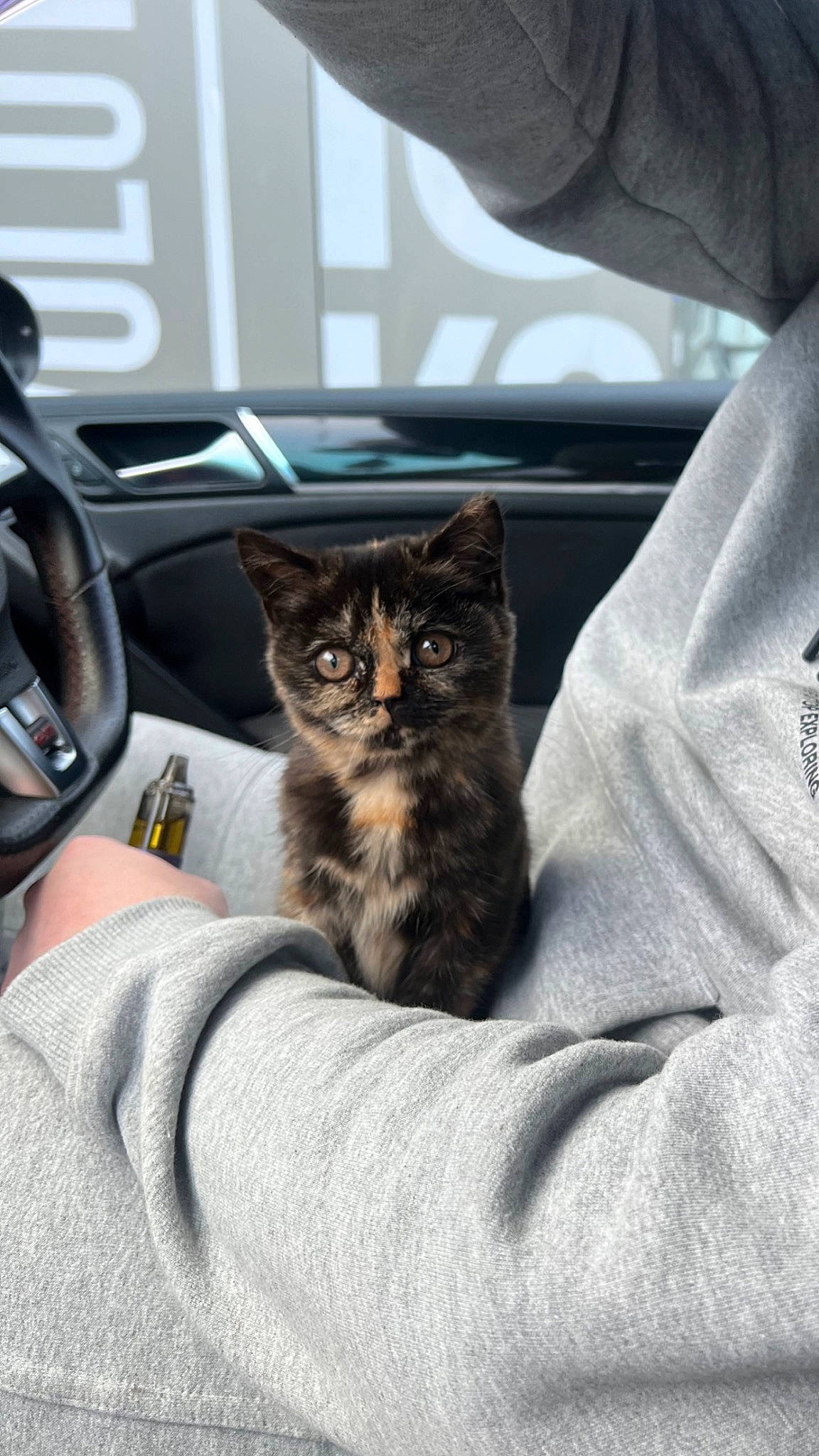 Storm is registered to the contest to win money with this photo: automotive_tire, carnivore, cat, comfort, domestic_short_haired_cat, felidae, fur, grey, human_leg, motor_vehicle, paw, personal_luxury_car, sitting, small_to_medium_sized_cats, textile, tree, vehicle, vehicle_door, whiskers, window