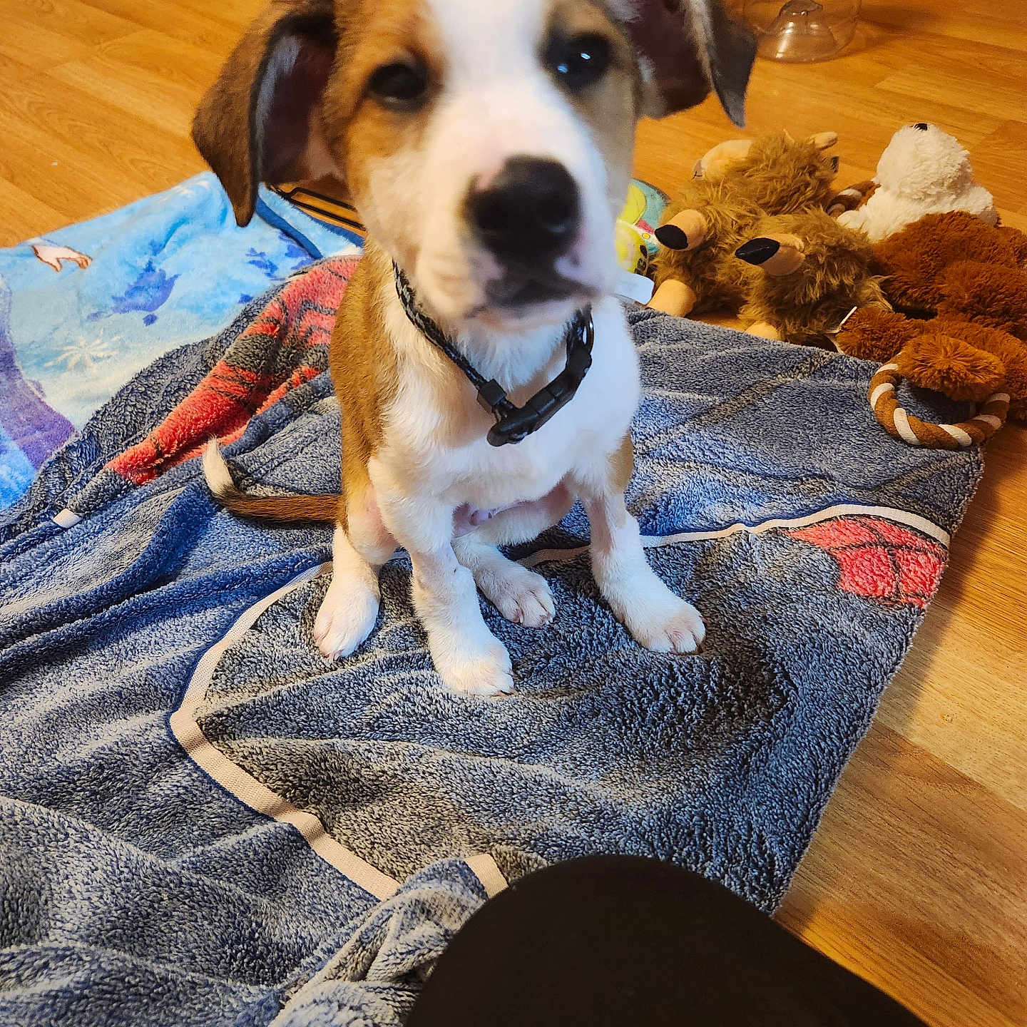 Paulie joined the competition — help win amazing prizes! animal, beagle, blanket, bulldog, canine, couch, dog, furniture, hardwood, homedecor, hound, indoors, interiordesign, labradorretriever, linen, person, pet, puppy, towel, wood